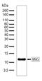 C-X-C Motif Chemokine Ligand 9 antibody, 710147, Invitrogen Antibodies, Western Blot image 