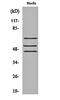 SHC Adaptor Protein 1 antibody, orb159685, Biorbyt, Western Blot image 
