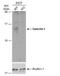 Galectin 1 antibody, NBP2-16581, Novus Biologicals, Western Blot image 