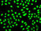 Splicing Factor 3b Subunit 2 antibody, 19-911, ProSci, Immunofluorescence image 