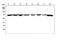 Heat Shock Protein Family A (Hsp70) Member 8 antibody, PA1214, Boster Biological Technology, Western Blot image 