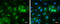 RNA Binding Protein, MRNA Processing Factor antibody, GTX118619, GeneTex, Immunofluorescence image 
