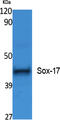 SRY-Box 17 antibody, GTX34224, GeneTex, Western Blot image 