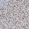 TCF3 Fusion Partner antibody, NBP1-89106, Novus Biologicals, Immunohistochemistry frozen image 