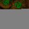 Src Kinase Associated Phosphoprotein 2 antibody, HPA024045, Atlas Antibodies, Immunocytochemistry image 