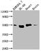 TERF1 Interacting Nuclear Factor 2 antibody, CSB-RA997969A0HU, Cusabio, Western Blot image 