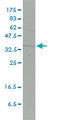 Four and a half LIM domains protein 2 antibody, LS-C197222, Lifespan Biosciences, Western Blot image 