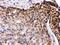 Interferon Regulatory Factor 5 antibody, PB9646, Boster Biological Technology, Immunohistochemistry frozen image 