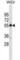 Proteasome 26S Subunit, Non-ATPase 12 antibody, abx031378, Abbexa, Western Blot image 