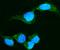 Crystallin Alpha A antibody, M01900-2, Boster Biological Technology, Immunofluorescence image 