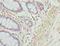 ACTH antibody, LS-C394707, Lifespan Biosciences, Immunohistochemistry frozen image 