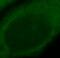 Choline/Ethanolamine Phosphotransferase 1 antibody, FNab01611, FineTest, Immunofluorescence image 