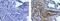 Collagen Type IV Alpha 1 Chain antibody, 14-9871-80, Invitrogen Antibodies, Immunohistochemistry paraffin image 