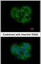 FGFR1 Oncogene Partner 2 antibody, PA5-31050, Invitrogen Antibodies, Immunofluorescence image 