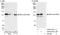 Cell Cycle And Apoptosis Regulator 2 antibody, A300-434A, Bethyl Labs, Immunoprecipitation image 