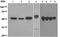 Autophagy Related 5 antibody, ab108327, Abcam, Western Blot image 