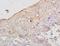 Lysocardiolipin Acyltransferase 1 antibody, orb184872, Biorbyt, Immunohistochemistry paraffin image 