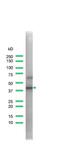 Signaling Lymphocytic Activation Molecule Family Member 1 antibody, MBS300279, MyBioSource, Western Blot image 