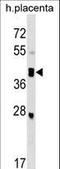 SPARC Related Modular Calcium Binding 2 antibody, LS-C159043, Lifespan Biosciences, Western Blot image 