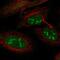 Leucine Rich Repeats And WD Repeat Domain Containing 1 antibody, PA5-54380, Invitrogen Antibodies, Immunofluorescence image 