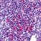 Zinc Finger Protein 687 antibody, orb75761, Biorbyt, Immunohistochemistry paraffin image 