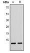 Histone Cluster 4 H4 antibody, abx134222, Abbexa, Western Blot image 