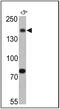 Synaptojanin 1 antibody, MA3-936, Invitrogen Antibodies, Western Blot image 