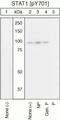 Signal Transducer And Activator Of Transcription 1 antibody, 44-376G, Invitrogen Antibodies, Western Blot image 