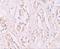 Storkhead Box 2 antibody, GTX85136, GeneTex, Immunohistochemistry paraffin image 