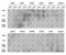 H3K9me1 antibody, orb137152, Biorbyt, Dot Blot image 