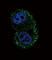Integrin Subunit Alpha 6 antibody, abx025188, Abbexa, Western Blot image 