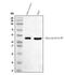 Haptoglobin antibody, PA1599, Boster Biological Technology, Western Blot image 