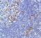 Inducible T Cell Costimulator antibody, MA5-16415, Invitrogen Antibodies, Immunohistochemistry frozen image 