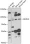 ATP Binding Cassette Subfamily B Member 10 antibody, 15-204, ProSci, Western Blot image 