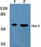 Sodium/potassium-transporting ATPase subunit gamma antibody, PA5-75640, Invitrogen Antibodies, Western Blot image 