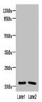 Coiled-Coil Domain Containing 32 antibody, orb38055, Biorbyt, Western Blot image 