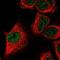 Lysyl Oxidase Like 2 antibody, NBP2-56739, Novus Biologicals, Immunofluorescence image 