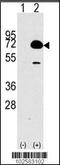 Histone Deacetylase 10 antibody, 55-635, ProSci, Western Blot image 