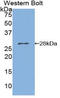 85 kDa calcium-independent phospholipase A2 antibody, LS-C295911, Lifespan Biosciences, Western Blot image 