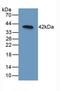 Bone Morphogenetic Protein 10 antibody, LS-C686758, Lifespan Biosciences, Western Blot image 