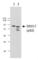 DEAD-Box Helicase 17 antibody, 657202, BioLegend, Western Blot image 