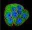 X-Ray Repair Cross Complementing 5 antibody, F41815-0.4ML, NSJ Bioreagents, Immunofluorescence image 