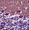Dynein Axonemal Light Chain 4 antibody, LS-C167482, Lifespan Biosciences, Immunohistochemistry frozen image 