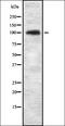 Kinesin Family Member 20A antibody, orb337467, Biorbyt, Western Blot image 
