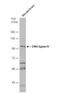 DNA Ligase 4 antibody, NBP2-16182, Novus Biologicals, Western Blot image 