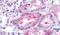 Prostaglandin E Receptor 1 antibody, PA5-34118, Invitrogen Antibodies, Immunohistochemistry frozen image 