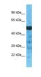 Tubulin alpha-3C/D chain antibody, orb327135, Biorbyt, Western Blot image 