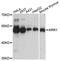 KRR1 Small Subunit Processome Component Homolog antibody, MBS128687, MyBioSource, Western Blot image 