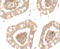 Interleukin 1 Receptor Like 2 antibody, 7501, ProSci Inc, Immunohistochemistry frozen image 