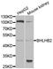 Basic Helix-Loop-Helix Family Member E40 antibody, A6534, ABclonal Technology, Western Blot image 